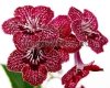 Streptocarpus DS-STRAWBERRY - DS-ZEMLYANIKA
